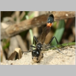 Ammophila sabulosa - Sandwespe 62-w01c 22mm beim Nestaushub - OS-Wallenhorst Sandkuhle.jpg